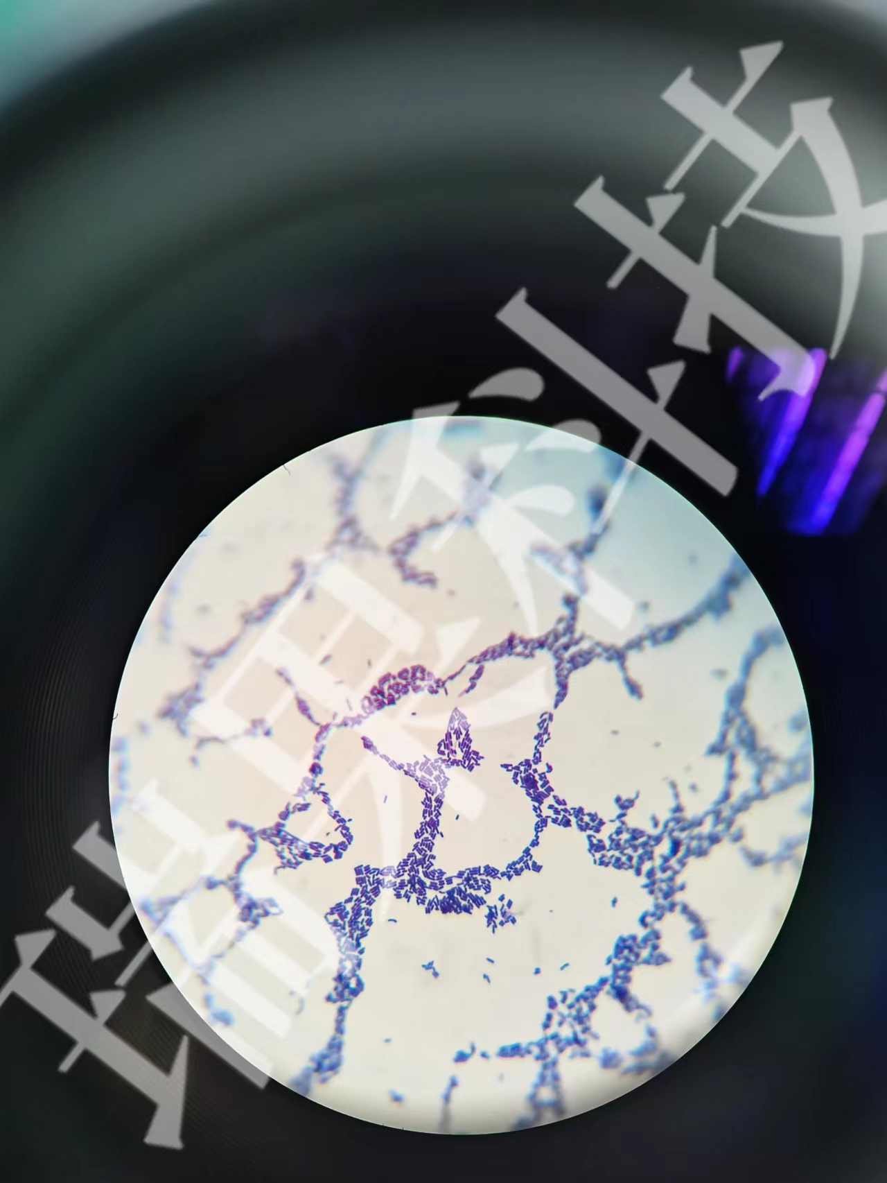 植物乳桿菌革蘭氏染色圖